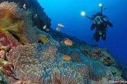 Tauchreise Christmas Island (Australien) | Divers Villa | Korallen