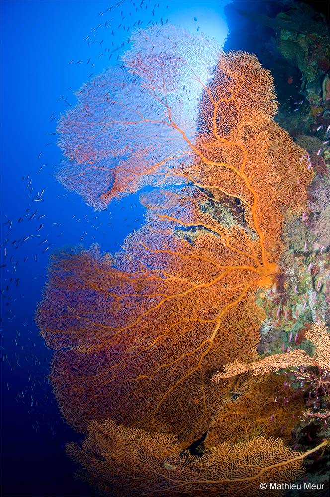Tauchreise Christmas Island (Australien) | Divers Villa | Unterwasserwelt