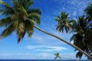 Tauchreise Malediven | Angaga Island Resort & Spa ( Tauchbasis Sub Aqua ) | Kokospalmen