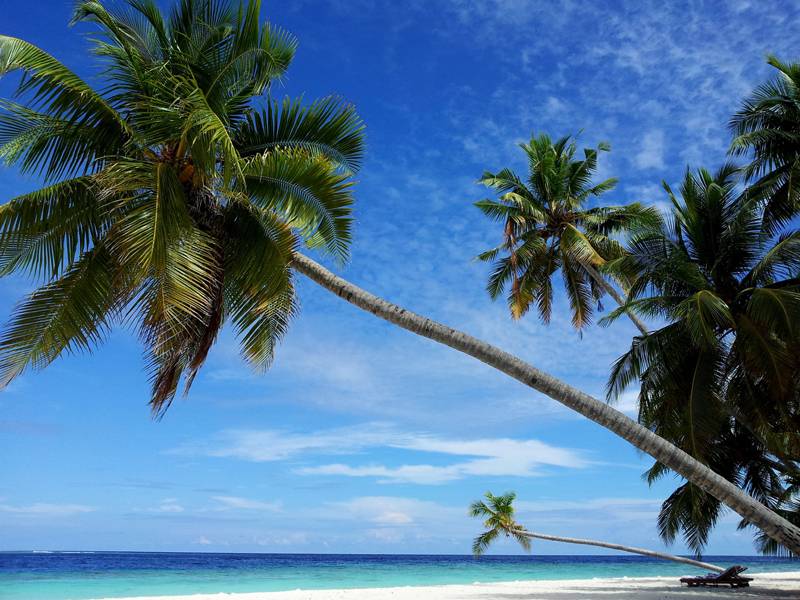 Tauchreise Malediven | Angaga Island Resort & Spa ( Tauchbasis Sub Aqua ) | Kokospalmen
