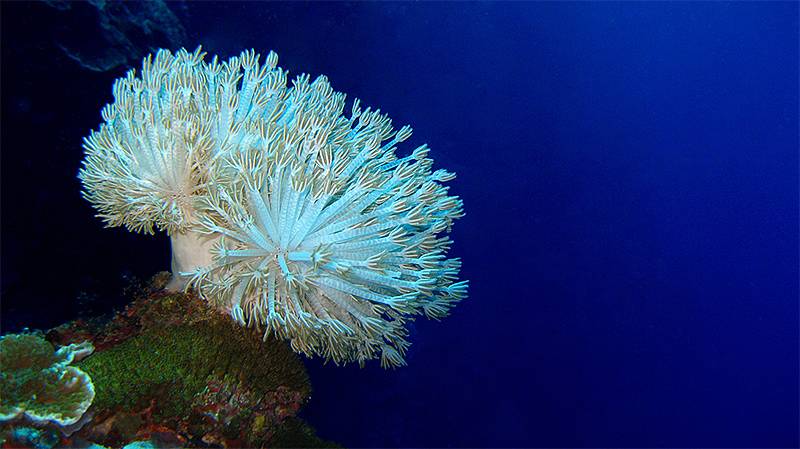 Tauchreisen Sulawesi (Indonesien) | Onong Tauchresort (Celebes Divers Tauchbasis) | Korallen