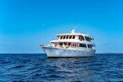 Tauchsafari Malediven Blue Shark One