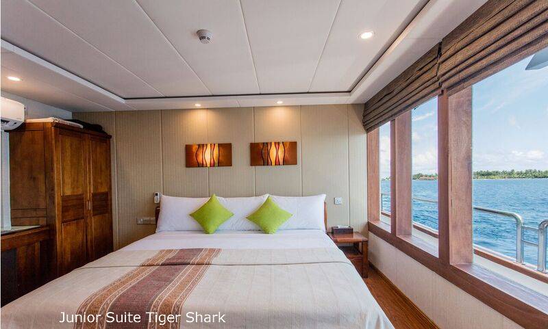 Tauchsafari Malediven | Carpe Novo Tauchschiff | Junior Suite Tiger Shark