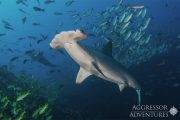Tauchsafari Costa Rica | Okeanos Aggressor 1 Tauchschiff | Unterwasserwelt