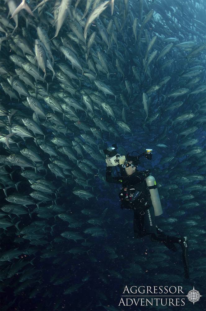 Tauchsafari Costa Rica | Okeanos Aggressor 1 Tauchschiff | Unterwasserwelt