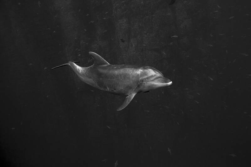 Tauchsafari Mexiko | Solmar V Tauchschiff | Delfine