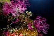 Tauchsafari Palau | Aggressor 2 Tauchschiff  | Unterwasserwelt & Korallen