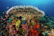 Tauchsafari Indonesien | Indo Aggressor Tauchschiff (ehem. Komodo Dancer) | Korallen