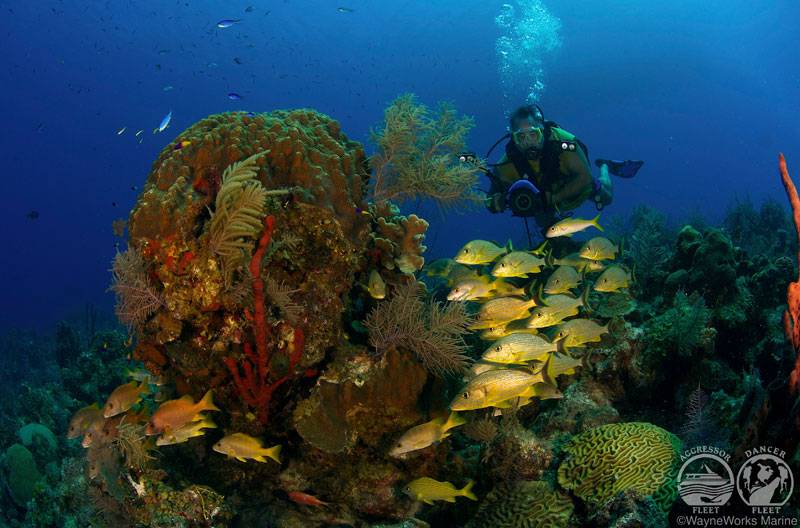 Tauchsafari Karibik | Turks & Caicos Aggressor 2 Tauchschiff | Korallen und schillernde Fischwelt