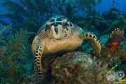 Turks Caicos Aggressor Ii Dom Rep