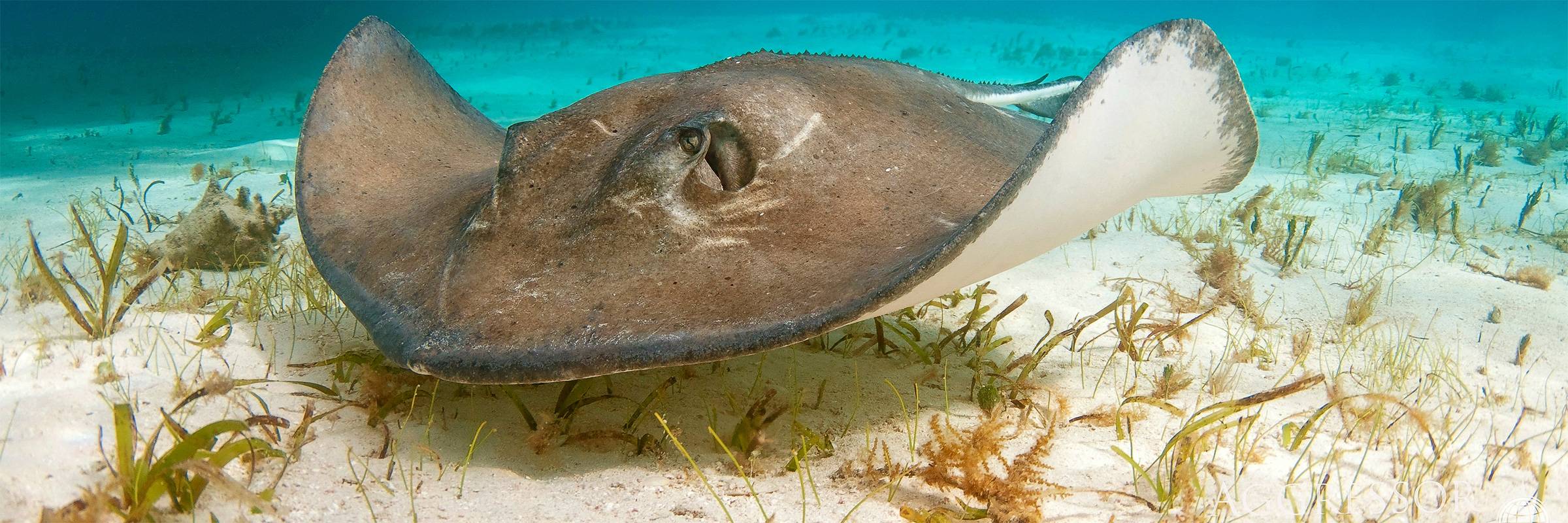 Tauchsafari Cayman Aggressor IV