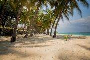 Tauchreise Kenia | Coconut Beach Lodge | Kokospalmen am Strand