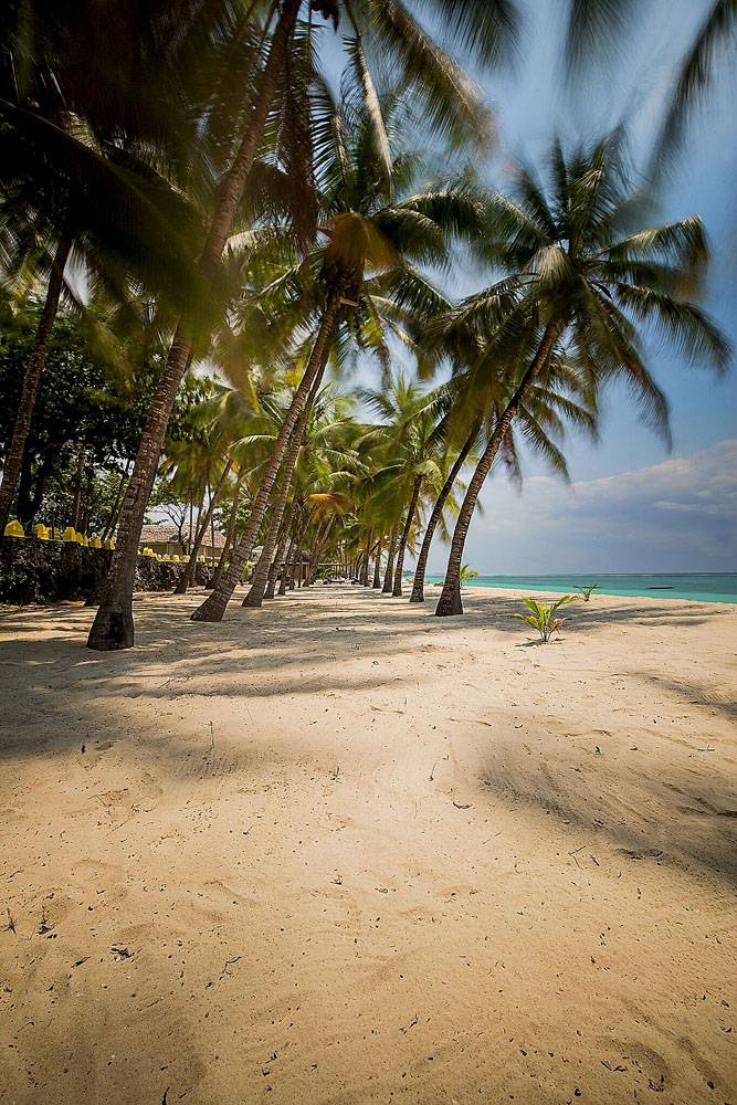 Tauchreise Kenia | Coconut Beach Lodge | Kokospalmen am Strand