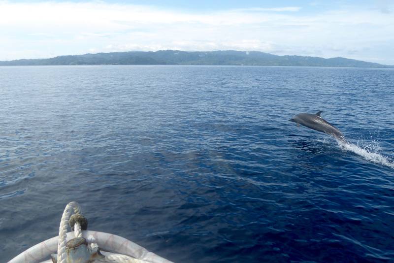 Tauchreise Indonesien | Maluku Explorer Tauchschiff | Delfinsprünge