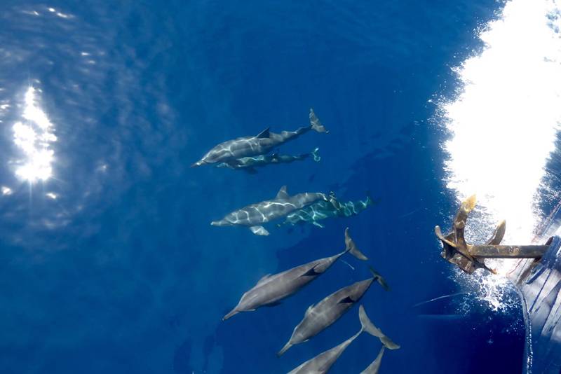 Tauchreise Indonesien | Maluku Explorer Tauchschiff | Delfine