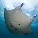 Manta
