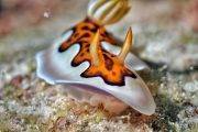 Nudibranch 4