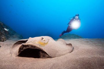 Tauchreise Madeira | Galo Resort Galomar | Manta Diving: Unterwasserwelt