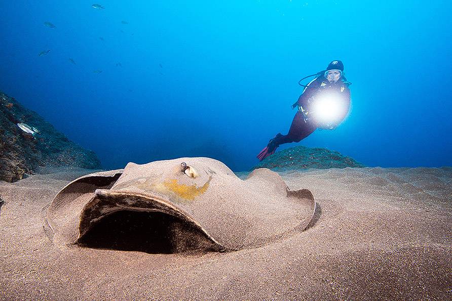 Tauchreise Madeira | Galo Resort Galomar | Manta Diving: Unterwasserwelt