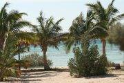 Tauchreise Rotes Meer | Mangrove Bay Resort, El Quseir | Strand mit Palmen