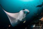 Tauchsafari Indonesien | Adelaar Tauchschiff | Unterwasserwelt
