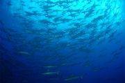 Tauchsafari Mexiko | Solmar V Tauchschiff | Unterwasserwelt