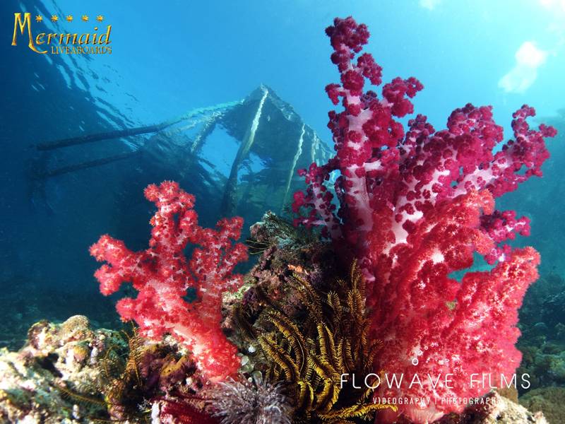Unterwasser Indonesien
