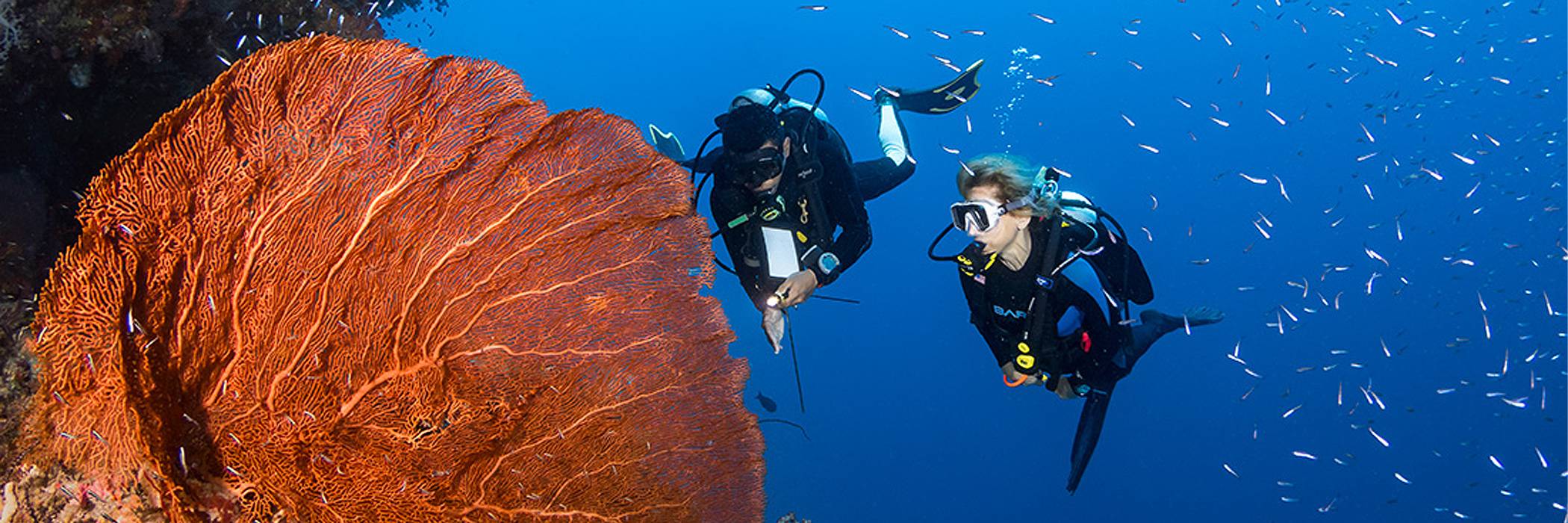 Wakatobi Dive Resort Dive