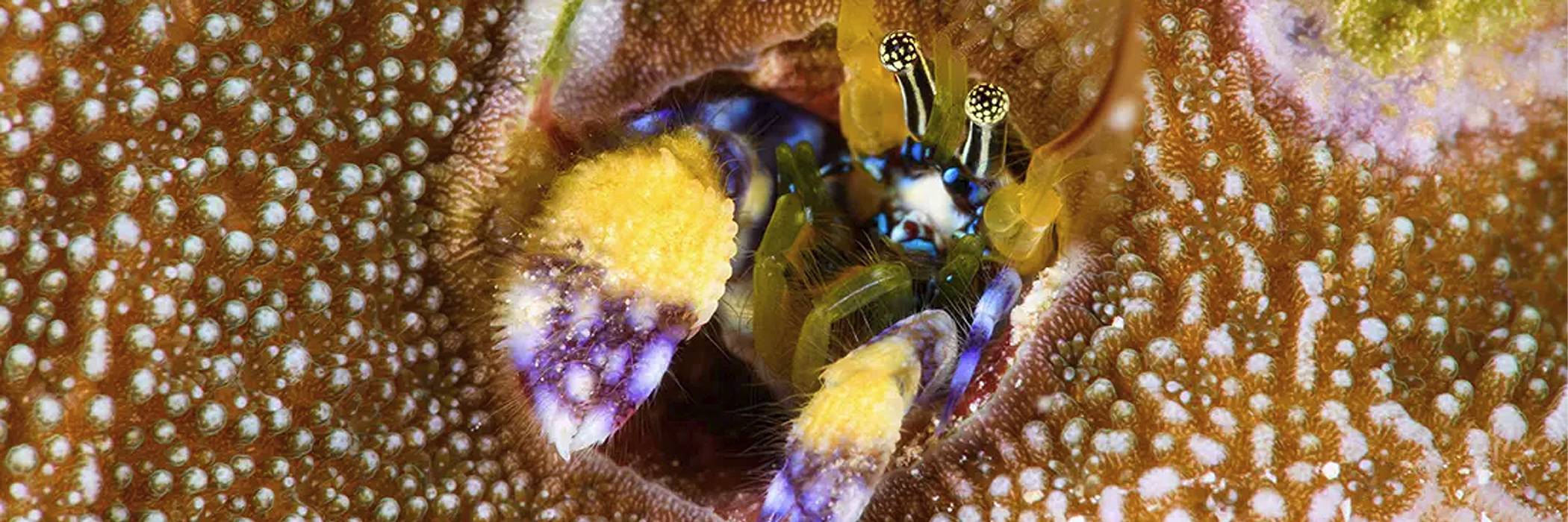 Wakatobi Dive Resort Unter Wasser