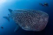 Whaleshark 1