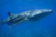 Whaleshark Maldives