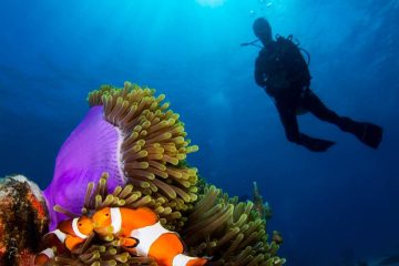 Palau Pacific Resort Tauchbasis Sam S Tours Amp Fish N Fins