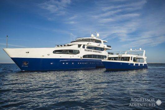 Galapagos Tauchsafari Tiburon Explorer Amp Landausfl Ge