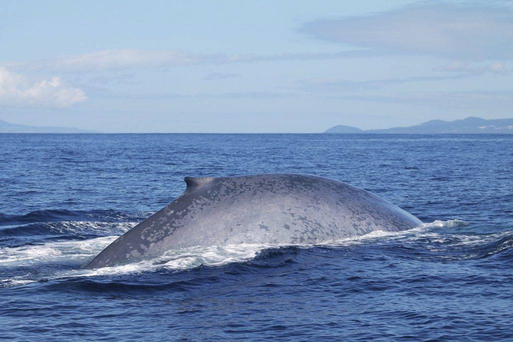 Tauchreise Azoren | Norberto Diver | Whale Watching