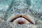 Faial Tauchen Azoren Norberto Diver