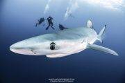 Faial Tauchen Azoren Norberto Diver