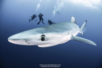 Madeira Tauchbasis Manta Diving