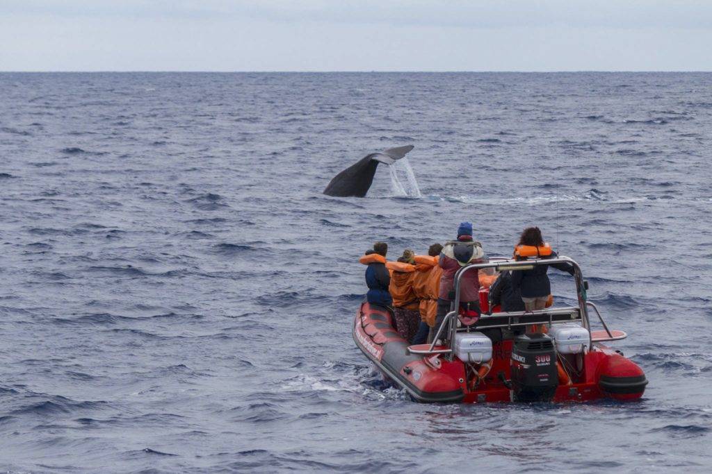 Tauchreise Azoren | Norberto Diver | Whale Watching