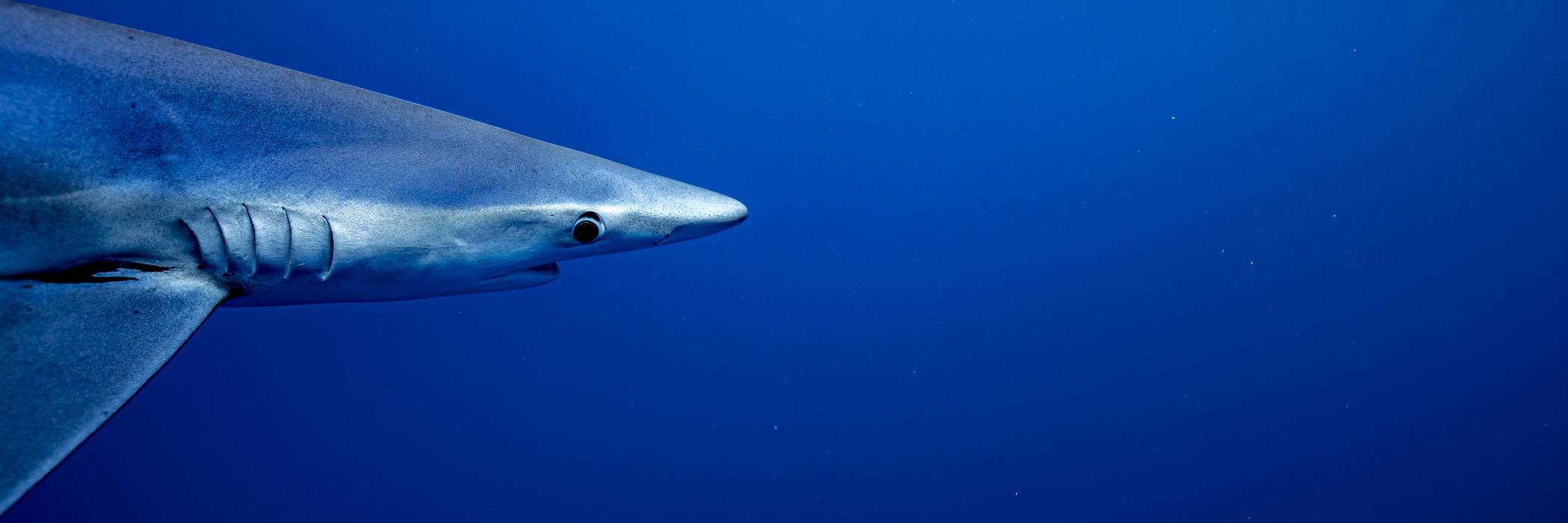 Tauchen Azoren • Norberto Diver