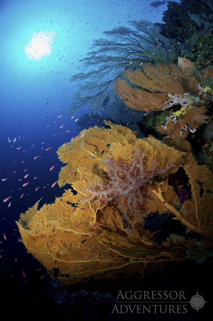 Tauchsafari Philippinen | Philippines Aggressor | Unterwasser
