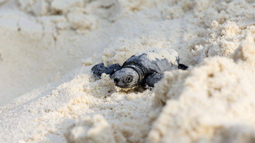 Tauchreise Malediven | The Barefoot Eco Hotel | Schildkrötenforschung