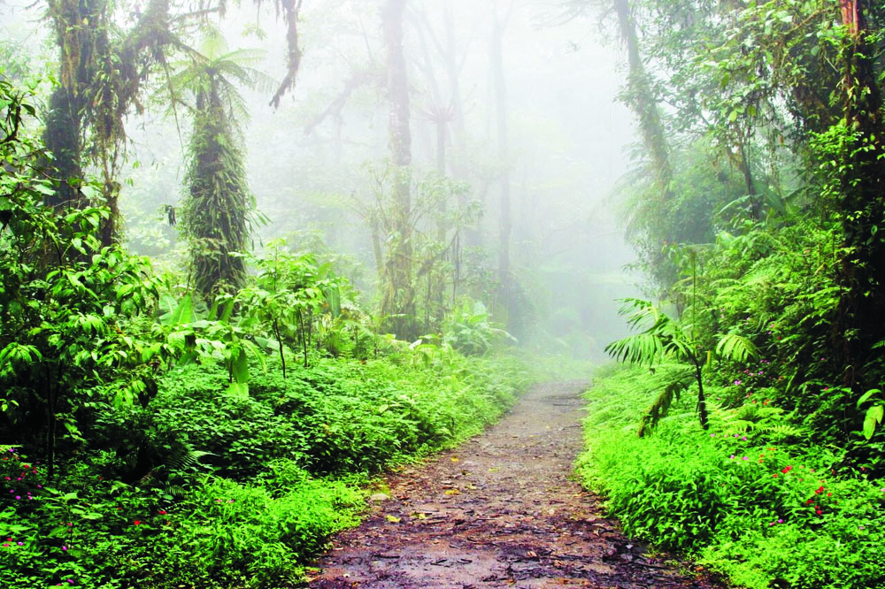 Costa Rica Monteverde Cloud Forest Biological Reserve Tree Bush