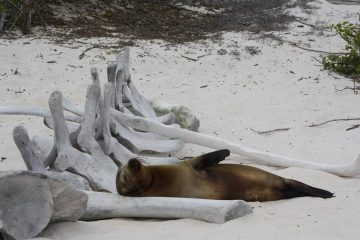 Inselhüpfen | Galapagos