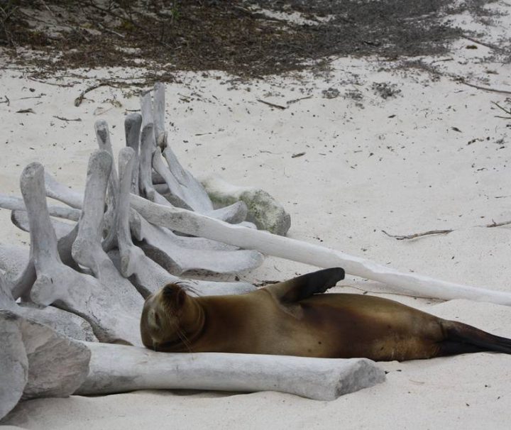 Inselhüpfen | Galapagos