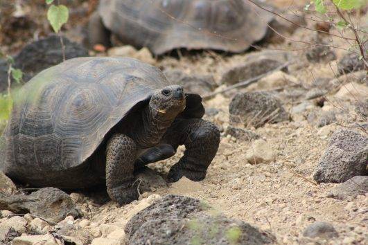 Galapagos