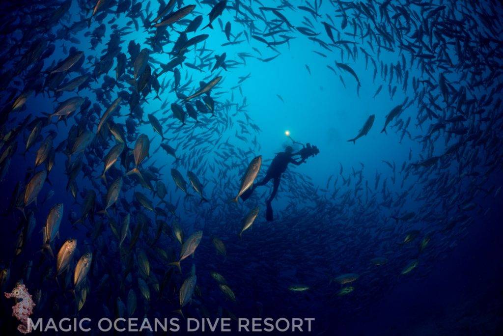 Bohol | Magic Ocean Resort | Unterwasserwelt