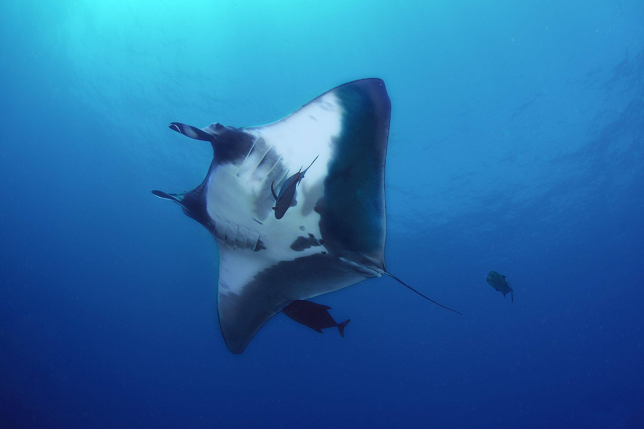 Tauchen mit Manta Rochen weltweit