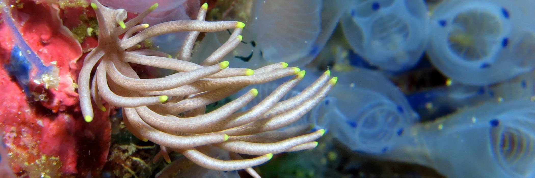 Bonaire Tauchreisen