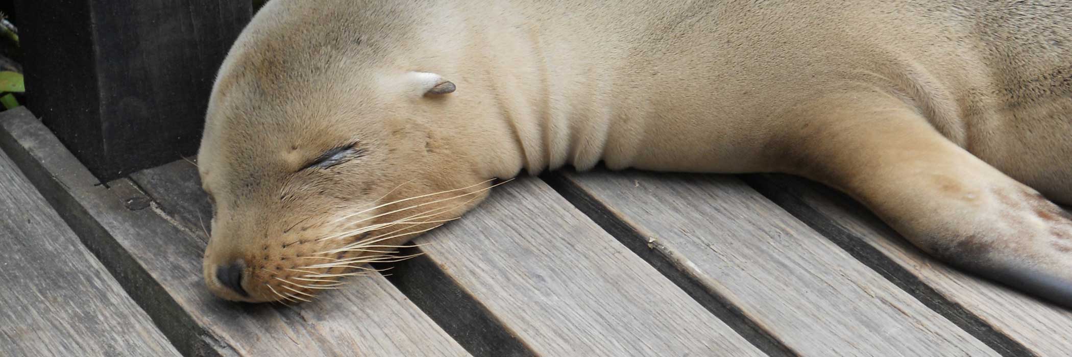 Galapagos Tauchreisen