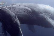 Mexiko Baja California Ultimate Whale Watching 10